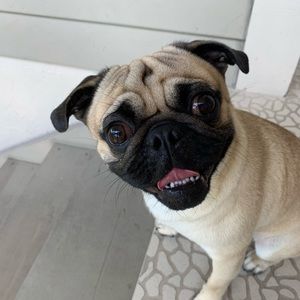 Meet your Posher, Voldemort